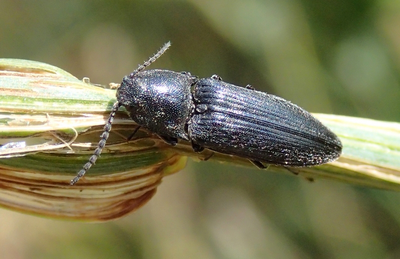 Elateridae: Cidnopus pilosus (cf.)